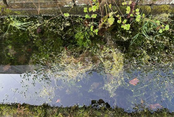 Wisdom of Water: Making Space at Whitfield Well