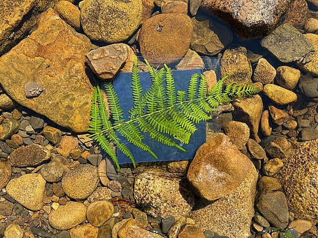 A green fern leaf placed on top of a dark square in the middle of brown pebbles of different shapes and sizes